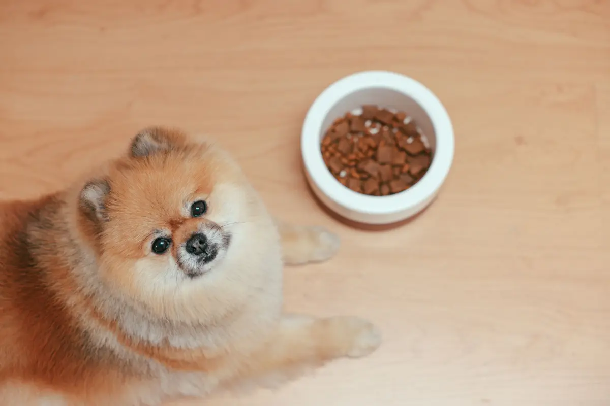 Alimentos peligrosos para perros y gatos: lista de comidas tóxicas y prohibidas