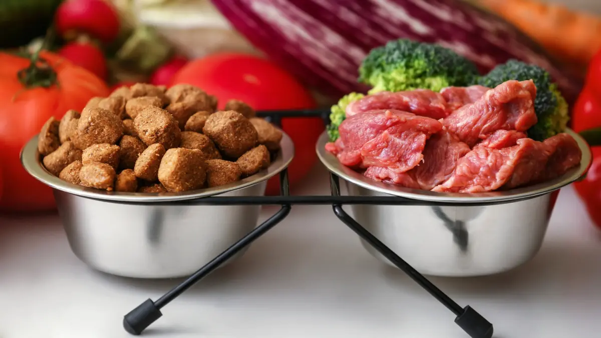 ¿Pienso o comida natural (BARF o cocinada) en perros y gatos? La mejor opción para su salud