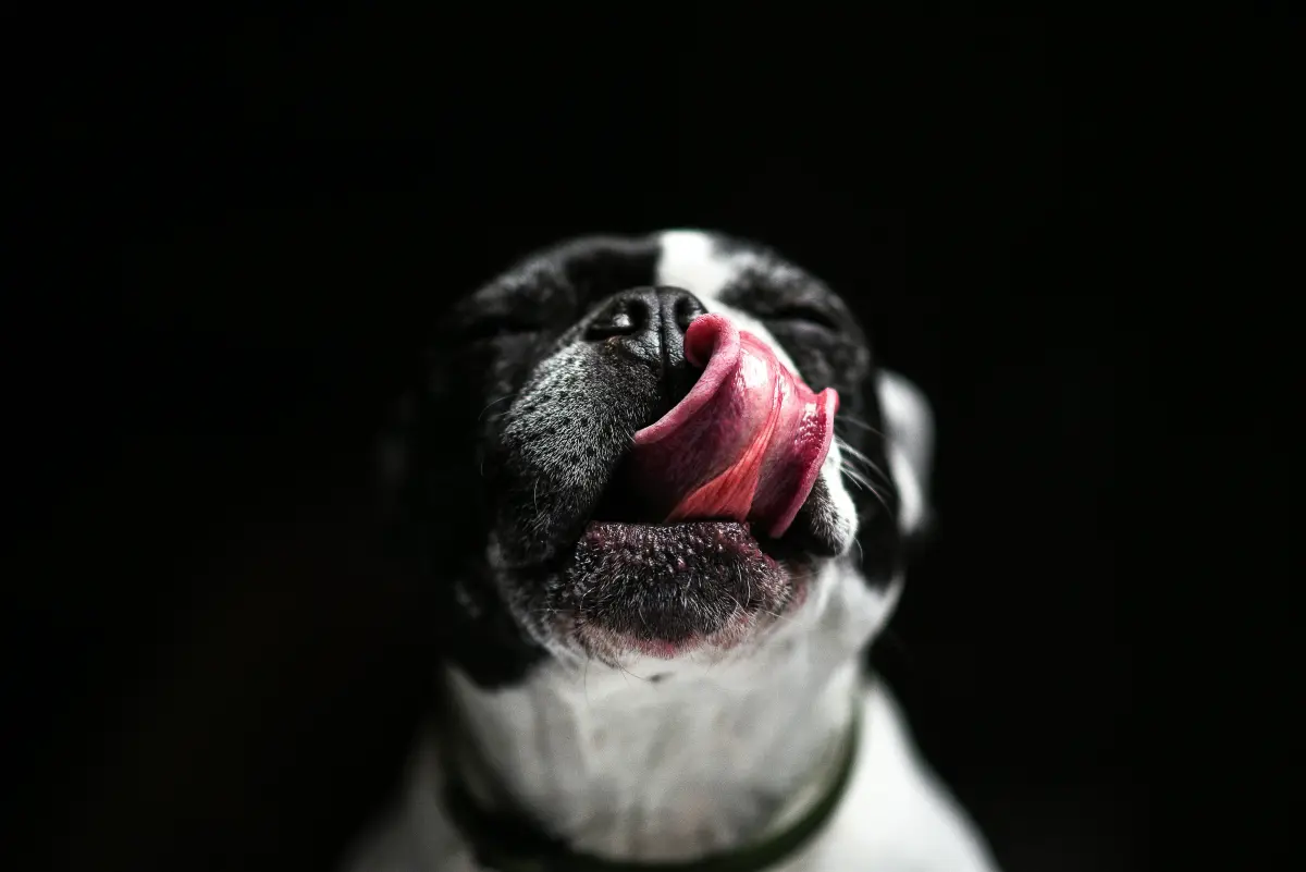 ¿Qué es un Hueso Carnoso para perros? Beneficios de ofrecerlo Crudo y Riesgos de Cocinarlo