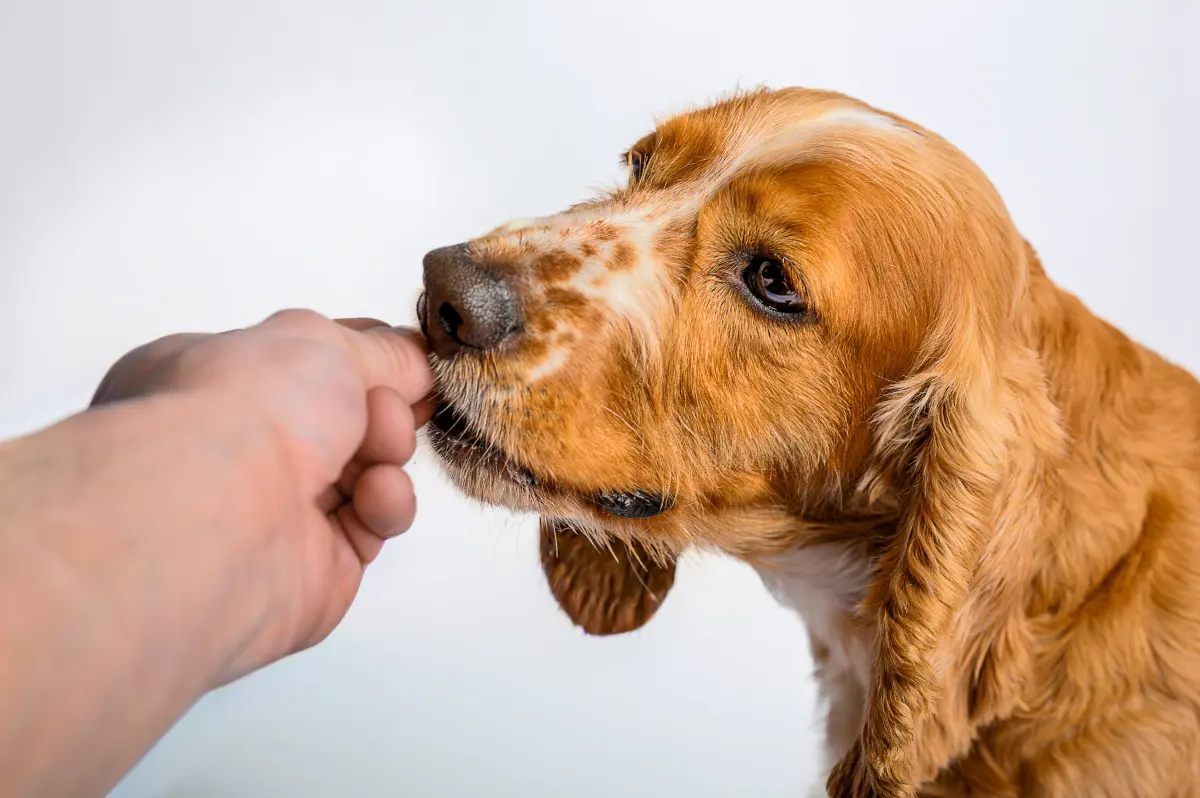 Snacks naturales para perros: 5 recetas caseras, fáciles y saludables