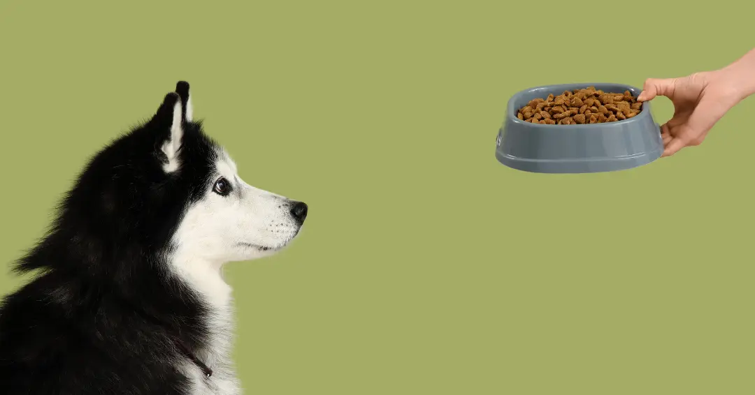 Los 10 errores más comunes al empezar una dieta natural para perros y gatos