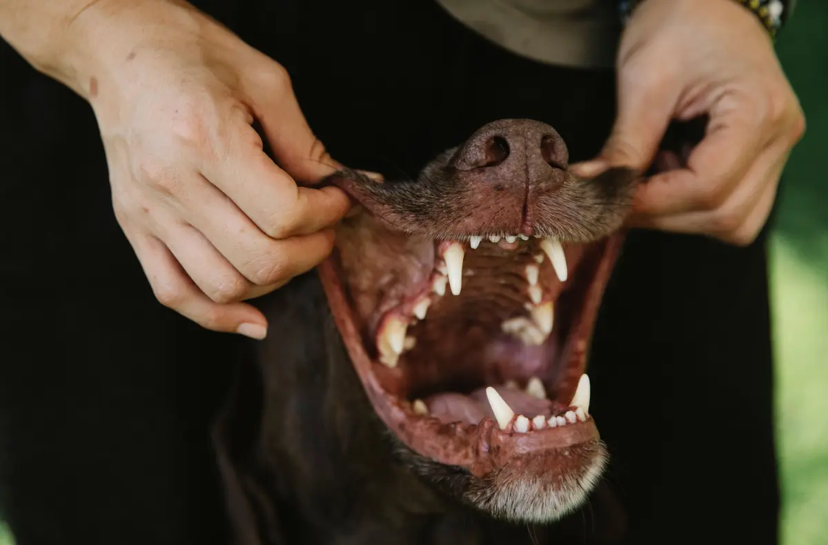 Cuidado bucal en perros y gatos: guía completa para una salud dental natural