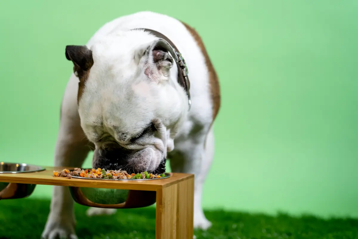 Cómo hacer la transición correctamente de pienso a alimentación natural en perros y gatos
